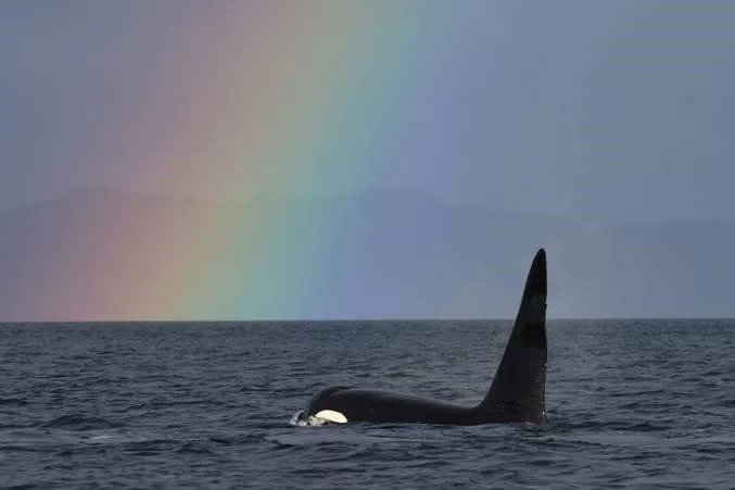 ORCA Patenschaft